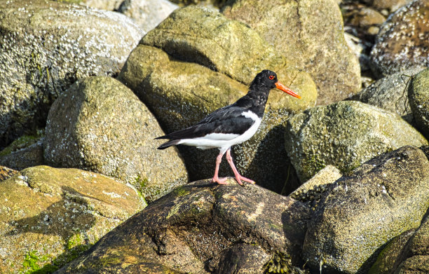 haematopus