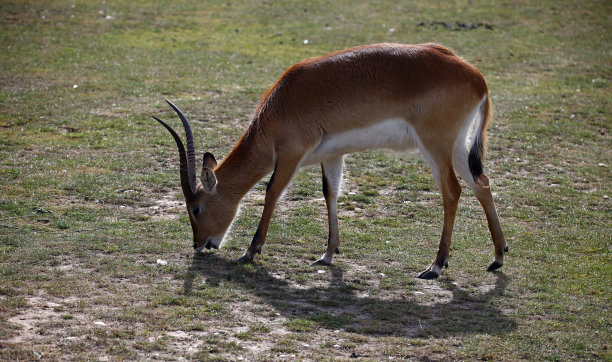 antelope