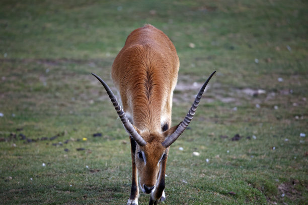 antelope