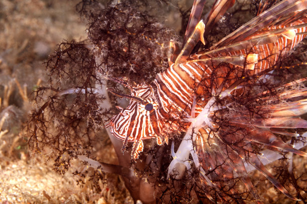 lionfish