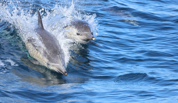 大海冲浪海豚跳跃
