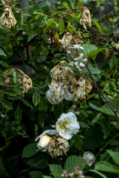 落花风雨