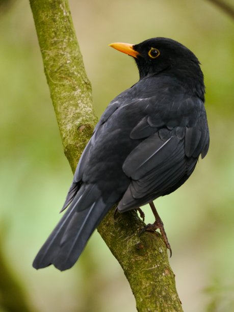 ornithology