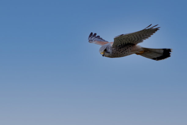 falcon