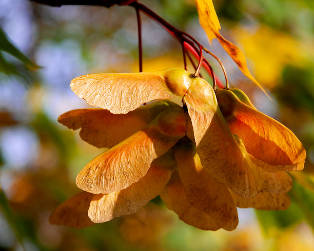 maple