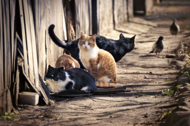 stray