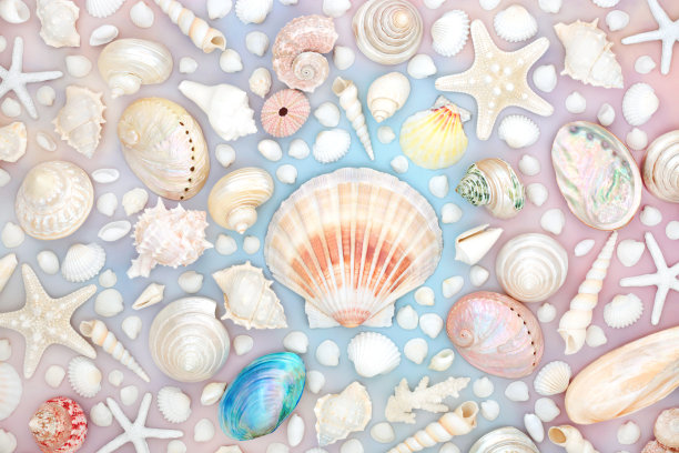 conch