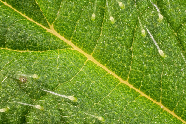 nettles