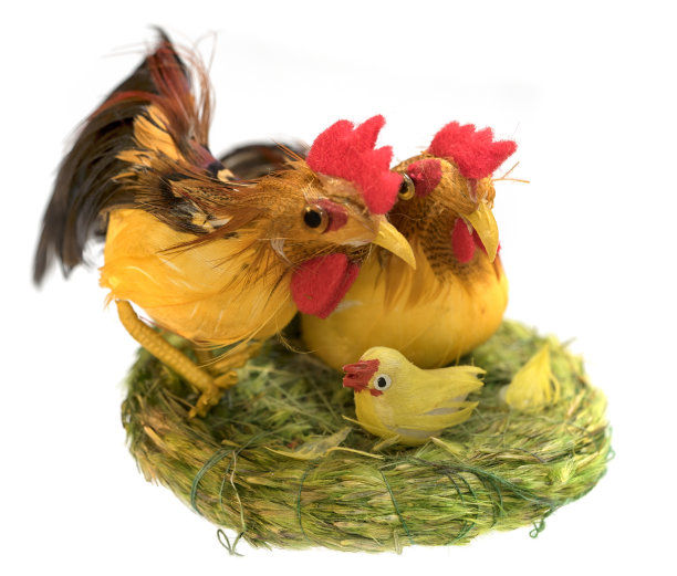 cock