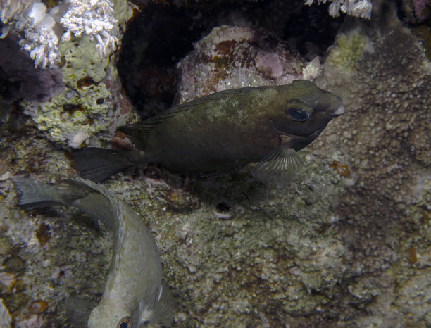 rabbitfish