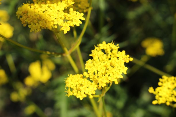 patrinia