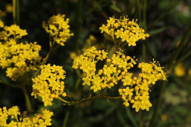 patrinia