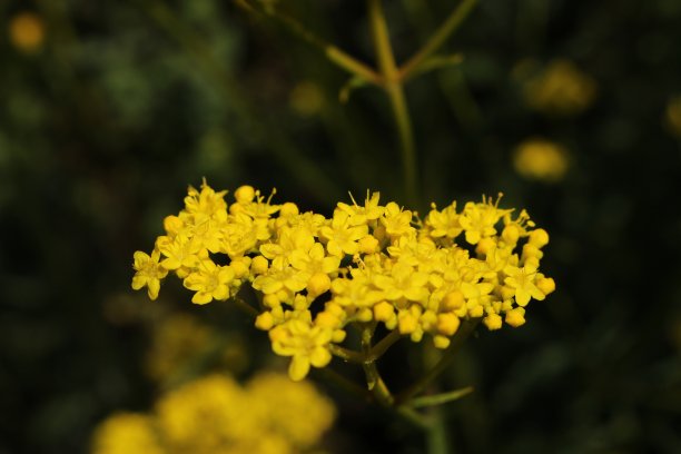 patrinia