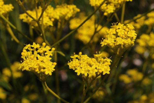 patrinia