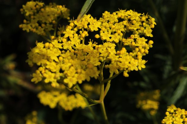patrinia