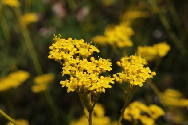 patrinia