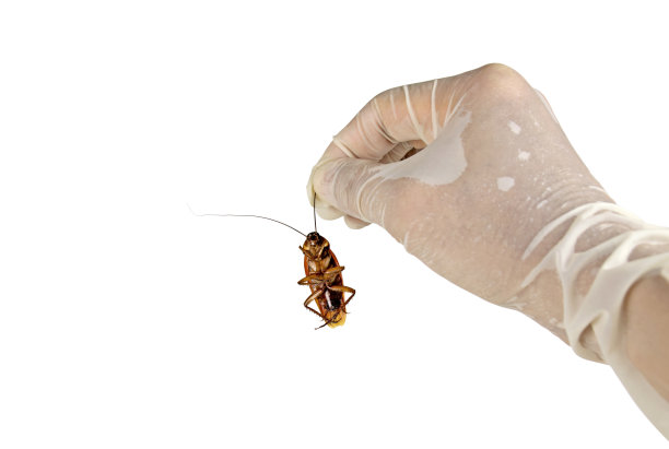 ddt