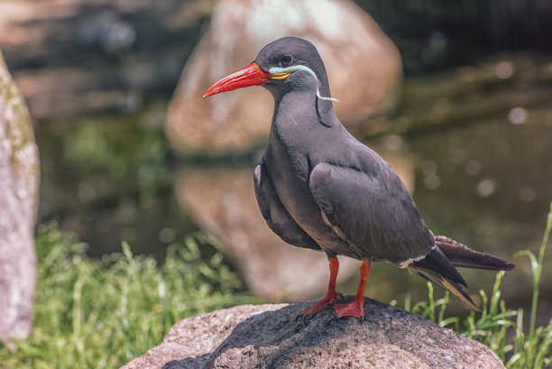 tern