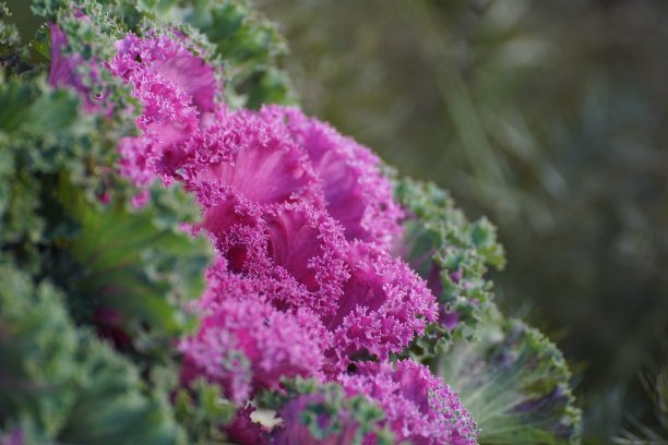 kale