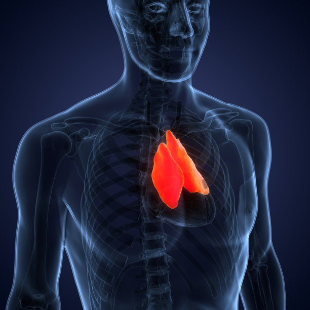 thymus