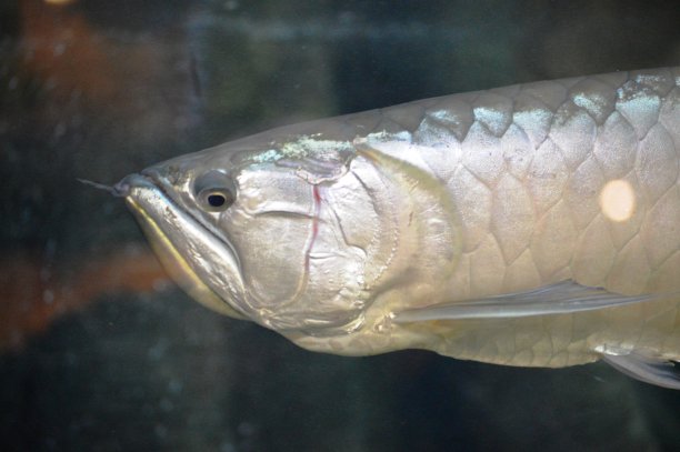 arowana