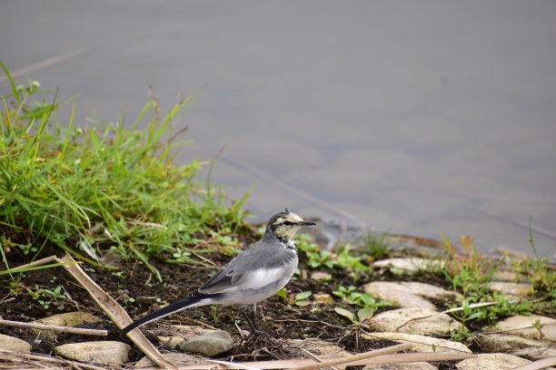 wagtail