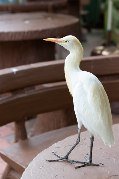 ardea
