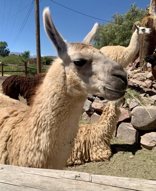 llama
