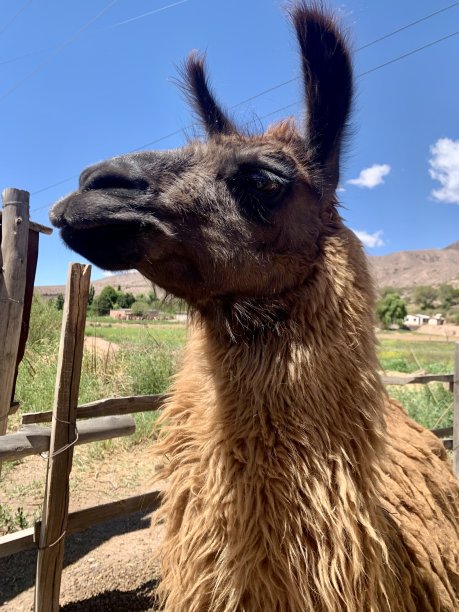 llama