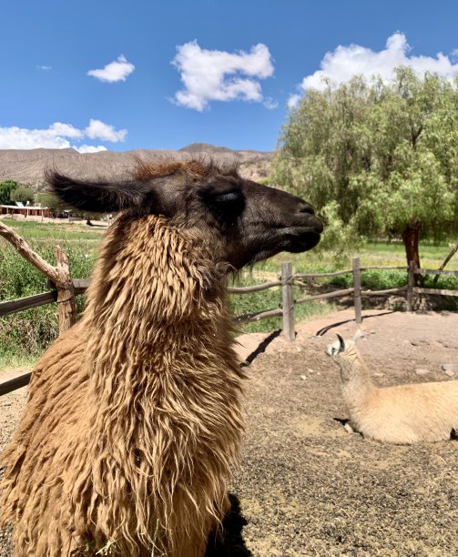 llama