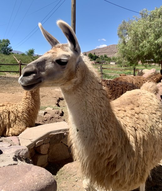 llama