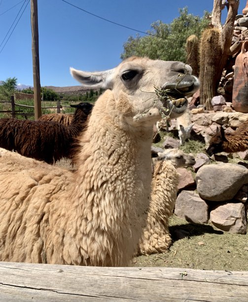 llama