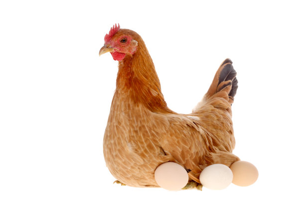 hen