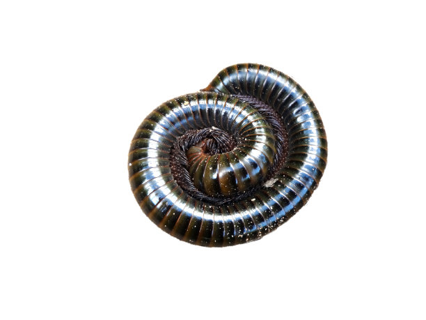millipede