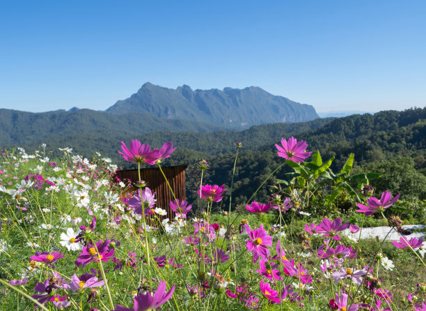 热带森林中的花朵，泰国