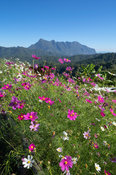 热带森林中的花朵，泰国