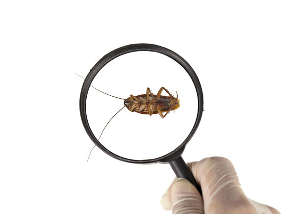 ddt