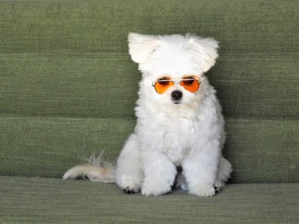canis