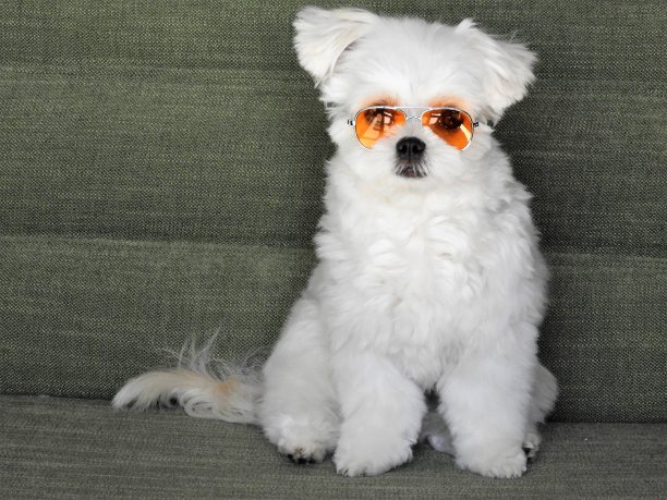 canis