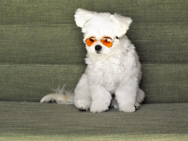 canis