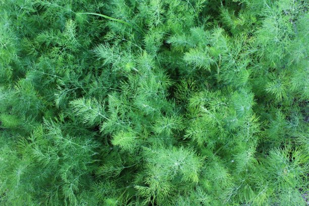fennel