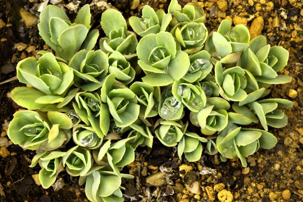 crassula