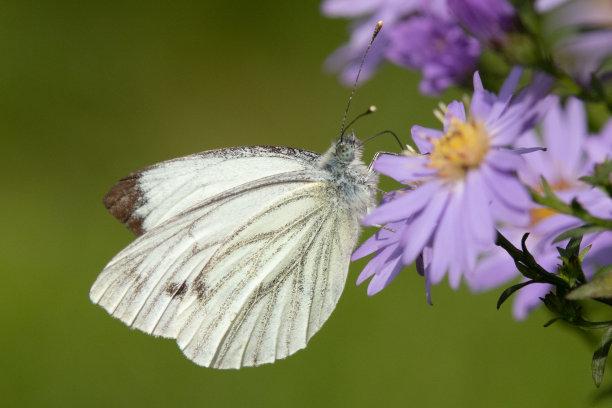 pieridae