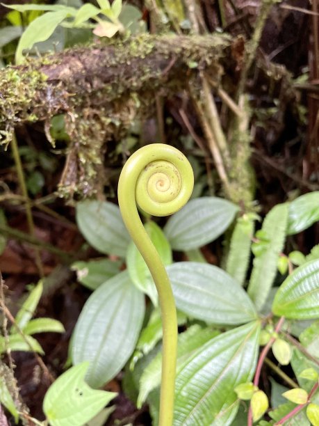fiddlehead