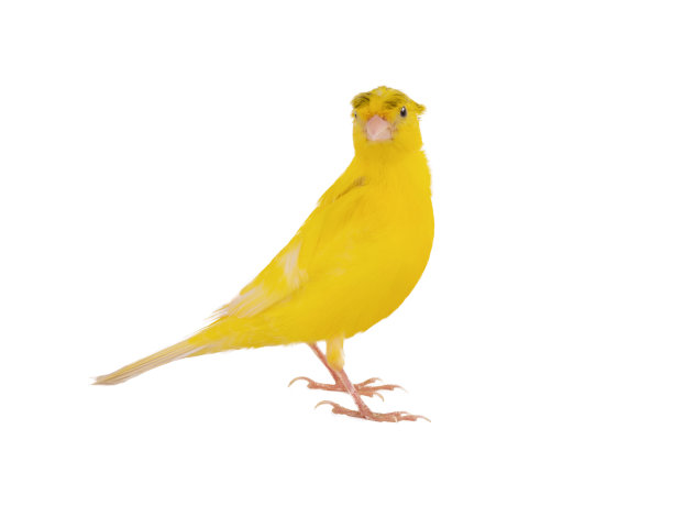 canary