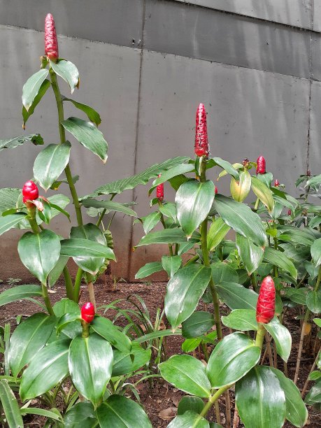 costus