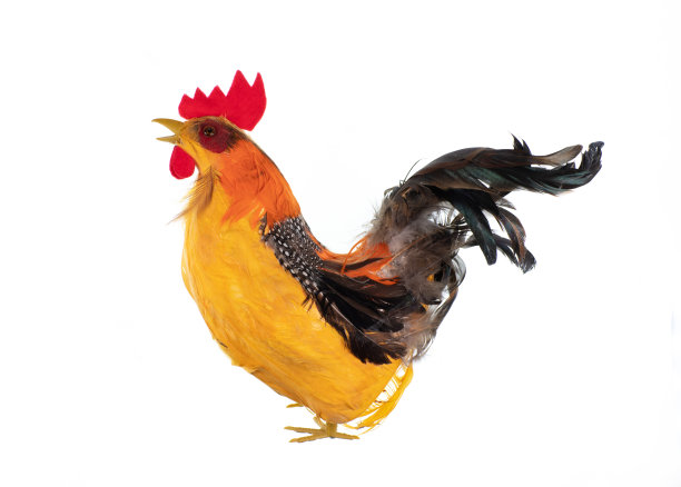 cock