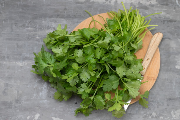 cilantro