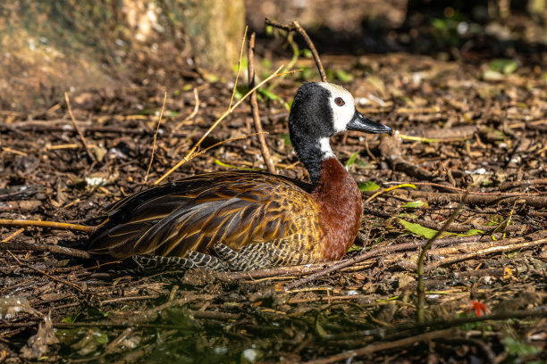 dendrocygna