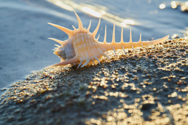 conch